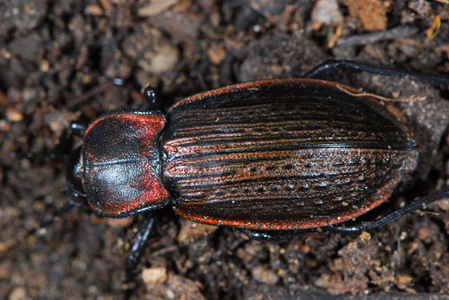 Carabus (Macrothorax) morbillosus alternans Nebrodi