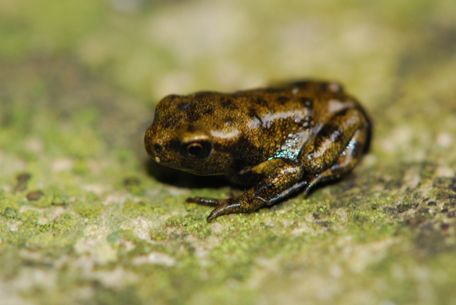 Mini Ululoni - Bombina pachypus