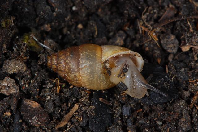 Chondrula (Mastus) pupa