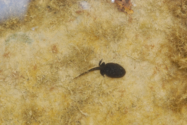 Mini Ululoni - Bombina pachypus
