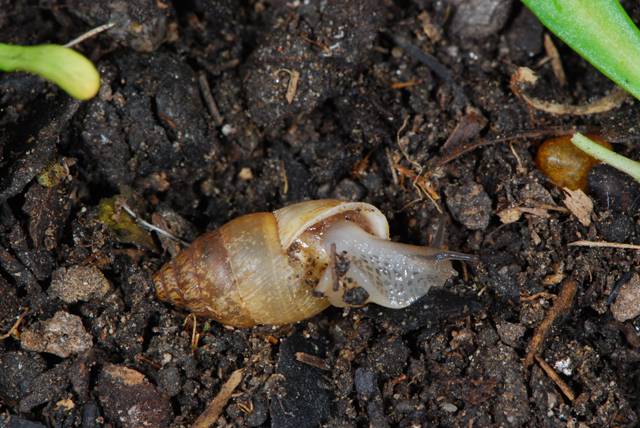 Chondrula (Mastus) pupa