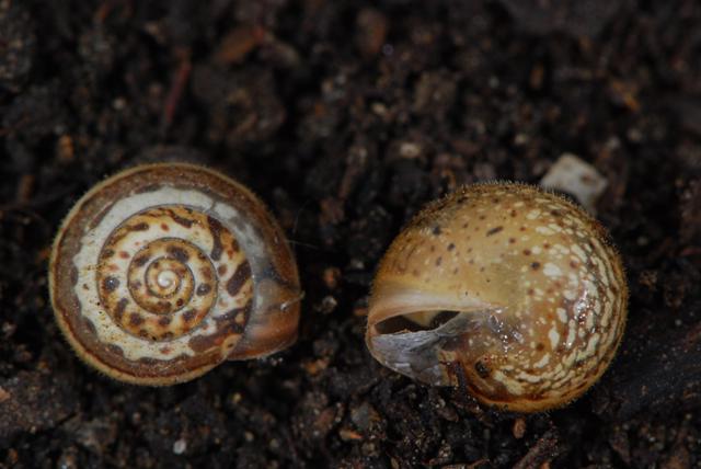 Monacha pelosa