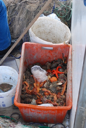 Anseropoda placenta (Croazia) - esemplare pescato
