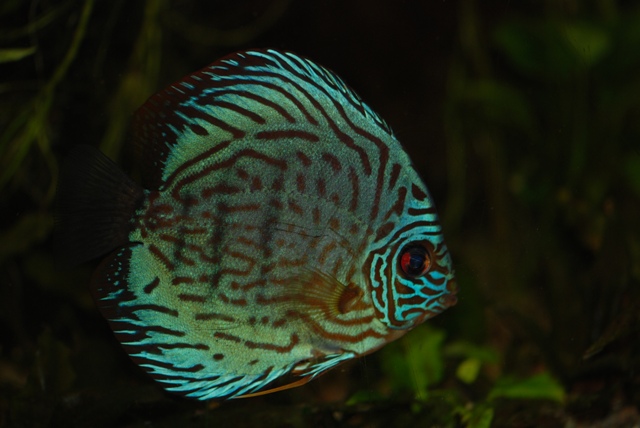Per Papuina
