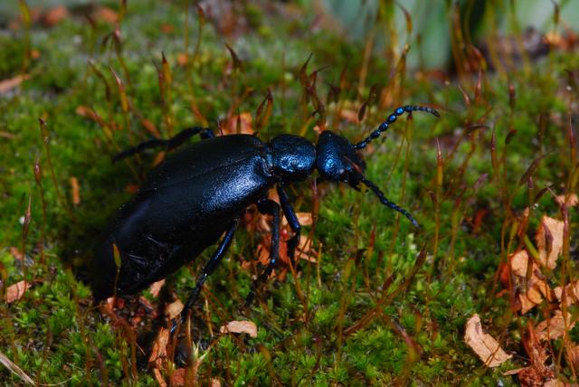 Meloe proscarabaeus