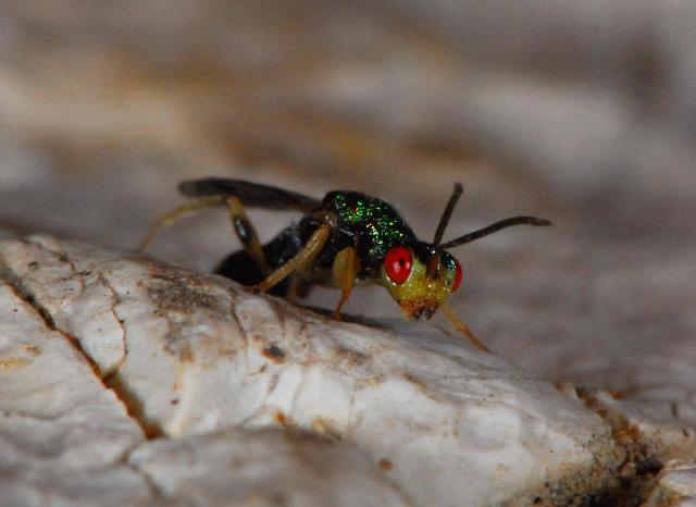 Chalcididae ? Megastigmus cfr dorsalis (Torymidae)