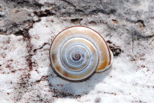 Chilostoma (Chilostoma) cingulatum apuanum (Issel, 1866)