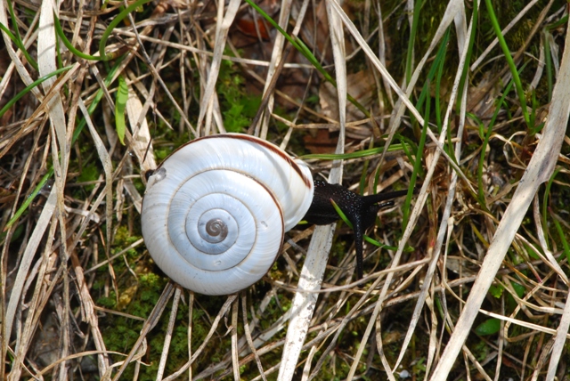 Chilostoma (Chilostoma) cingulatum apuanum (Issel, 1866)