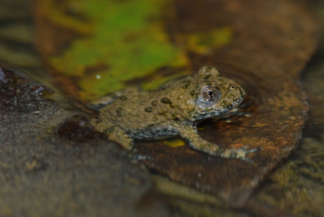 Mini Ululoni - Bombina pachypus