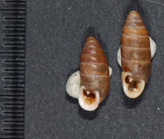Enidae Passo della Sentinella
