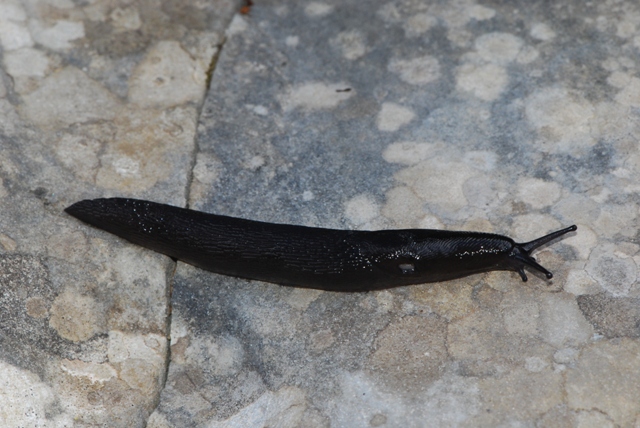 Limax nero delle Apuane (Limax sp 3 della checklist)