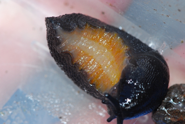 Limax nero delle Apuane (Limax sp 3 della checklist)