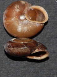 Chilostoma squamatinum