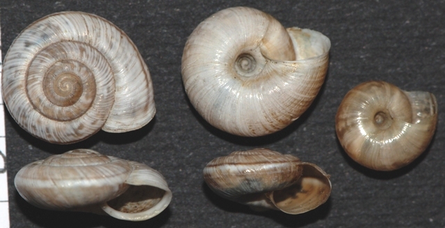 Chilostoma (delphinatia) glacialis