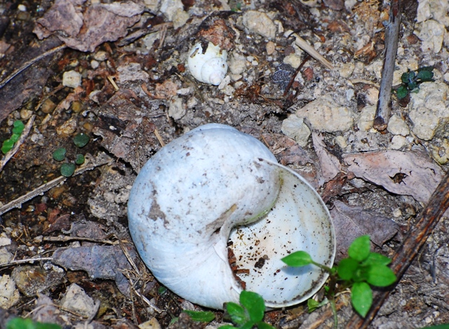 Helix cincta Colli Euganei
