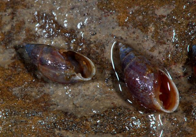 Auriculinella (Leucophytia) bidentata (Montagu, 1806)