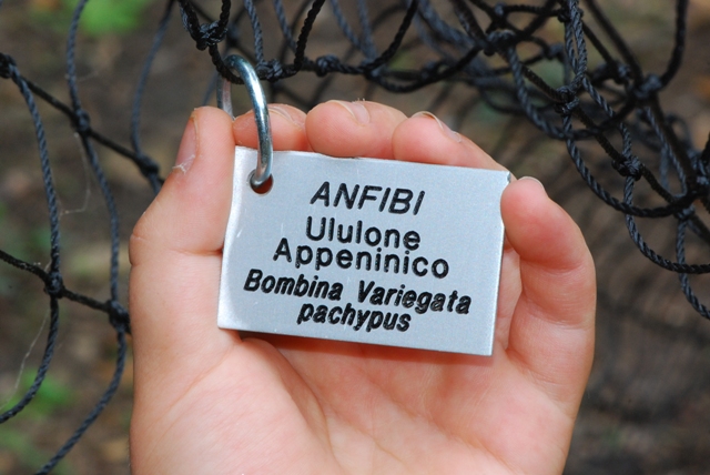 Mini Ululoni - Bombina pachypus