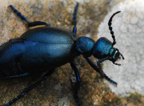 Meloe proscarabaeus