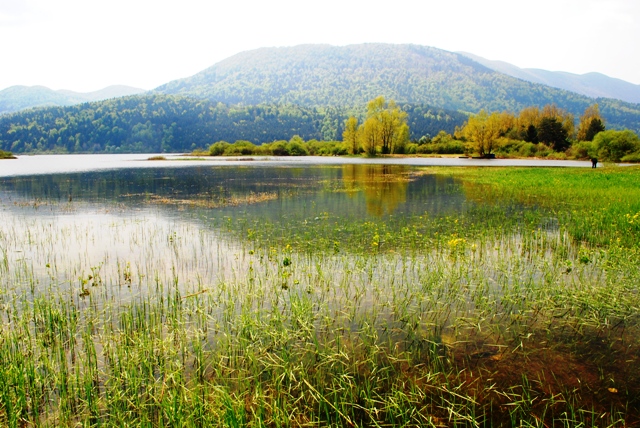 Viviparus viviparus - da: Cerknica  Cerkniko jezero