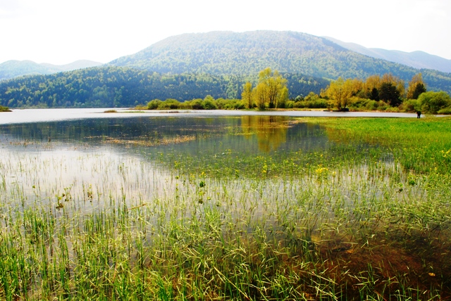 Viviparus viviparus - da: Cerknica  Cerkniko jezero