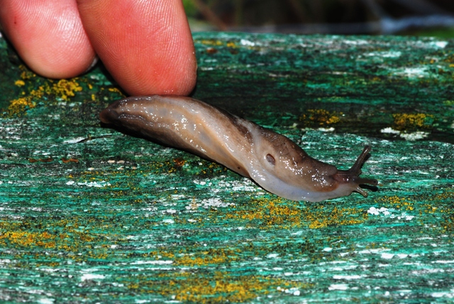 Limax aldrovandi Moquin-Tandon 1855 da monte Pidocchina (PT)