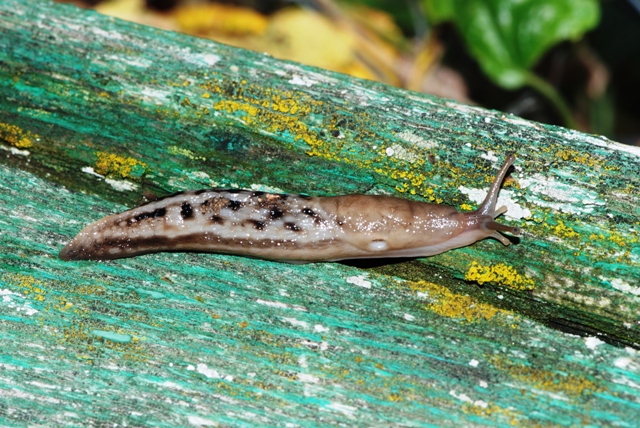 Limax aldrovandi Moquin-Tandon 1855 da monte Pidocchina (PT)