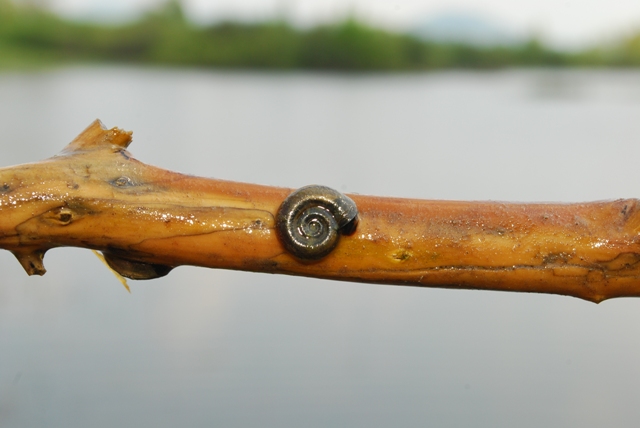 Viviparus viviparus - da: Cerknica  Cerkniko jezero