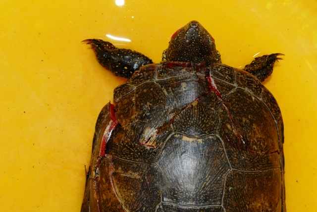 AIUTO!!!!!!!!!!!!!!!!!EMYS INVESTITA