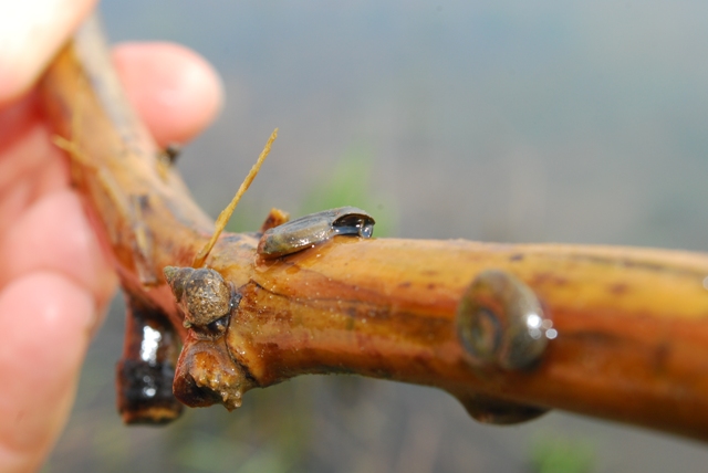 Viviparus viviparus - da: Cerknica  Cerkniko jezero