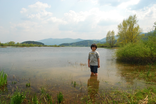 Viviparus viviparus - da: Cerknica  Cerkniko jezero