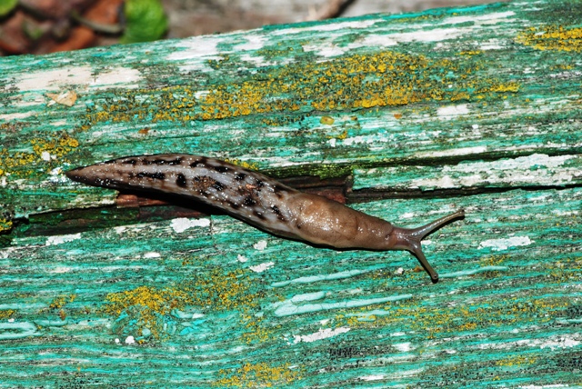 Limax aldrovandi Moquin-Tandon 1855 da monte Pidocchina (PT)