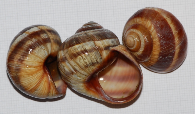 Helix cincta Colli Euganei