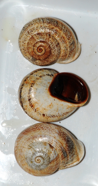 Rumina e Otala da Bermuda