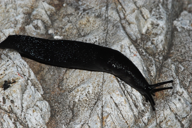 Limax nero delle Apuane (Limax sp 3 della checklist)