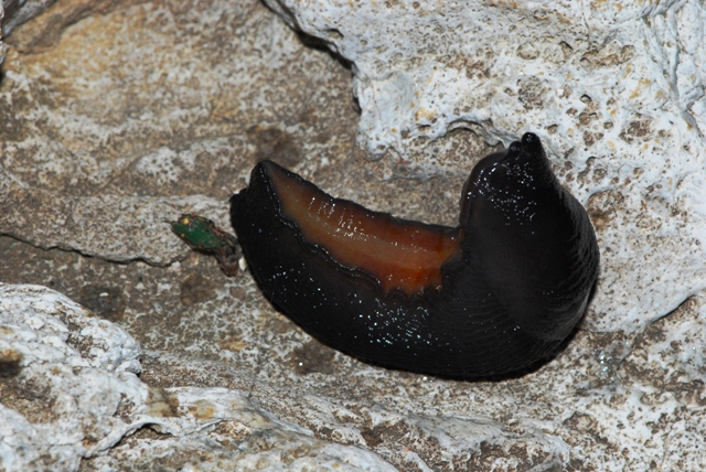 Limax nero delle Apuane (Limax sp 3 della checklist)