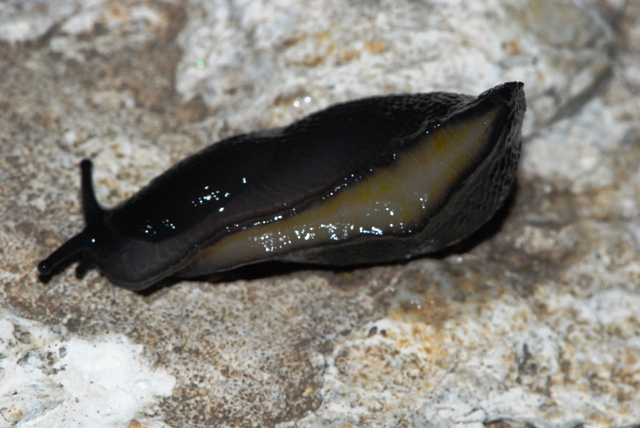 Limax nero delle Apuane (Limax sp 3 della checklist)