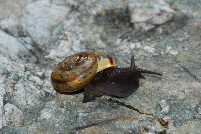 Chilostoma zonatum flavovirens (Dumont & Mortillet, 1852)