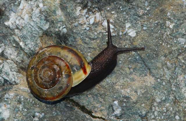 Chilostoma zonatum flavovirens (Dumont & Mortillet, 1852)