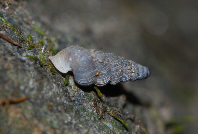 Cochlostoma montanum montanum (Issel, 1866) dalle Apuane