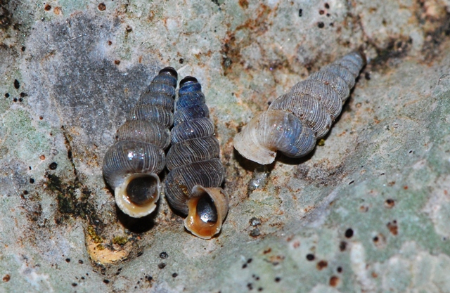 Cochlostoma montanum montanum (Issel, 1866) dalle Apuane