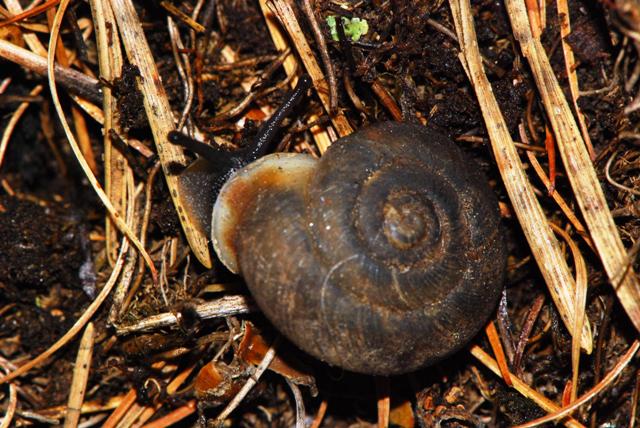 Chilostoma(Corneola)crombezi (LOCARD, 1882) - Mercantour