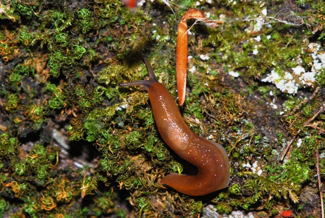 Limax delle Apuane