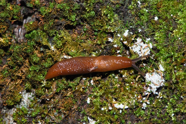 Limax delle Apuane