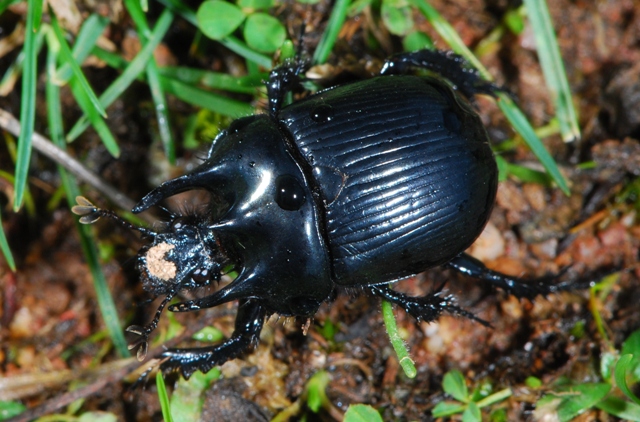 Geotrupidae:  Typhaeus typhoeus,  maschio