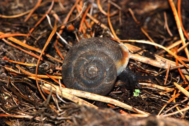 Chilostoma(Corneola)crombezi (LOCARD, 1882) - Mercantour