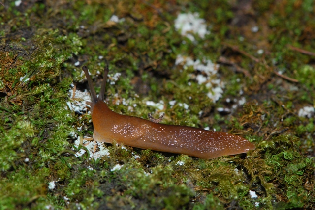 Limax delle Apuane