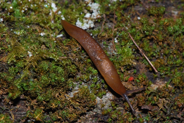 Limax delle Apuane