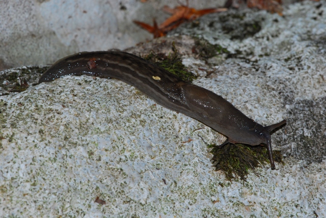 Limax grigio + Limax aldrovandi Moquin-Tandon 1855 degli Apuane