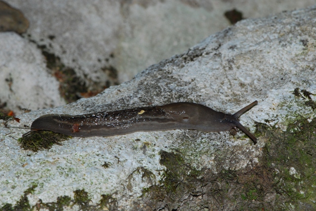Limax grigio + Limax aldrovandi Moquin-Tandon 1855 degli Apuane