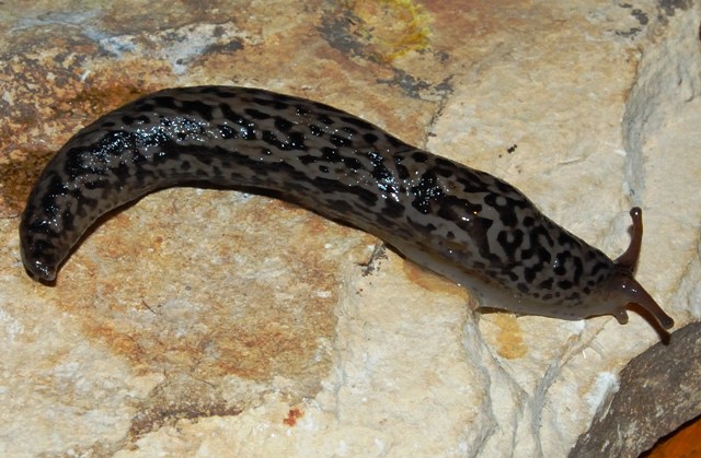 Limax maximus? da Rovereto (TN)